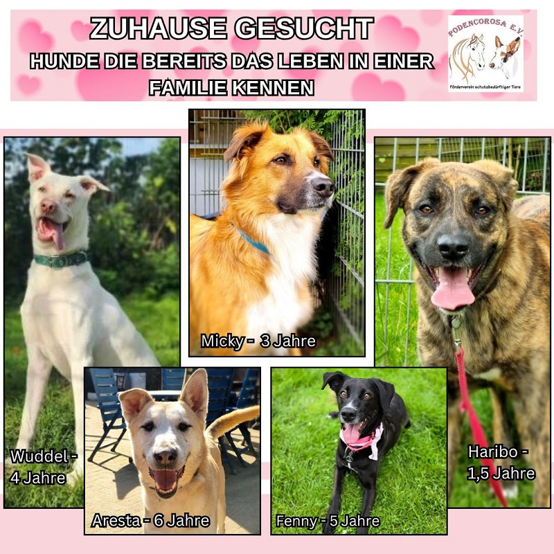 zuhause_gesucht_tierheim