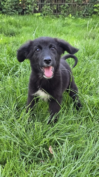 Hündin Annie