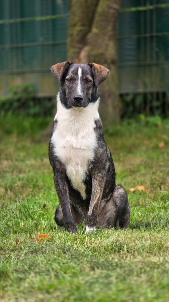 Hündin Bella