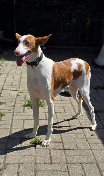 Podenco Campanilla