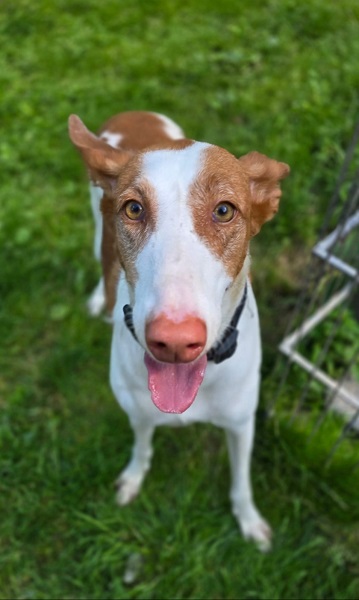 Podenco Campanilla