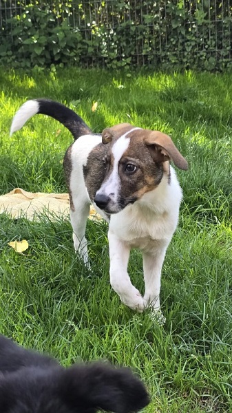 Hündin Daisy