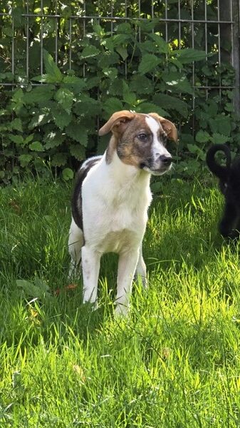 Hündin Daisy