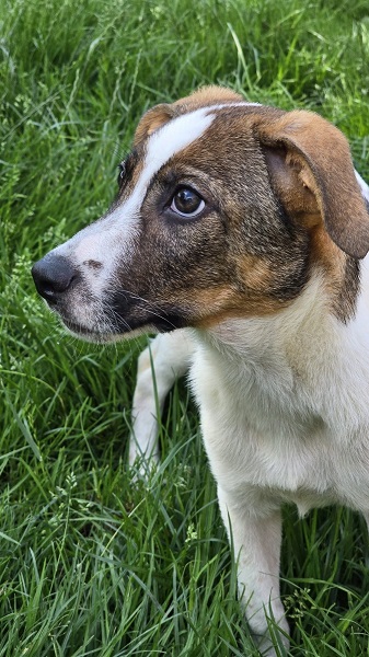 Hündin Daisy