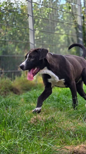 Rüde Cooper