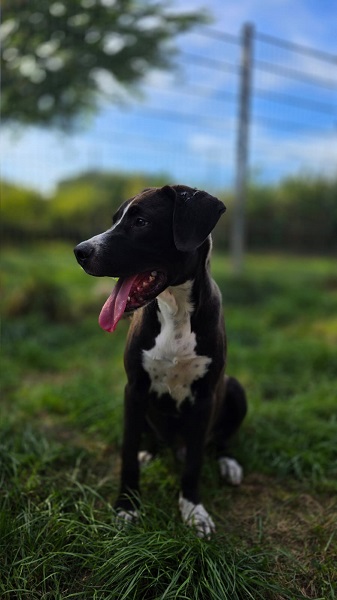 Rüde Cooper