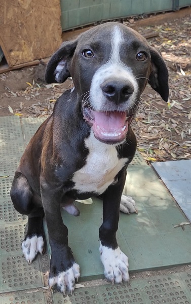 Rüde Cooper
