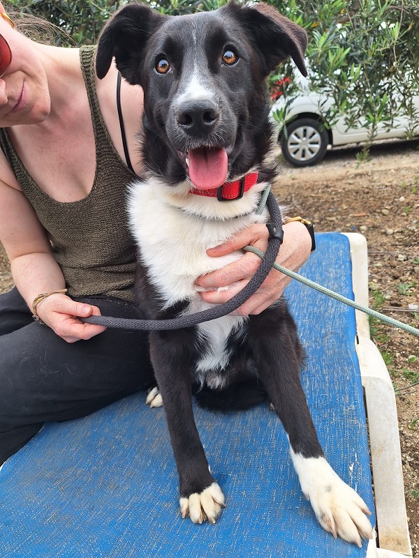Rüde Oreo