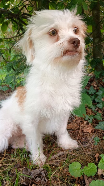 Rüde Valentin