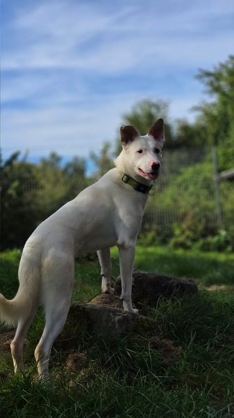 Rüde Yuki
