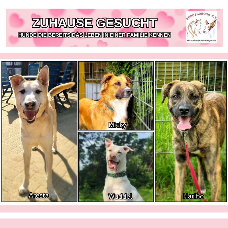 Zuhause gesucht, Hunde die bereits das Leben in einer Familie kennen
