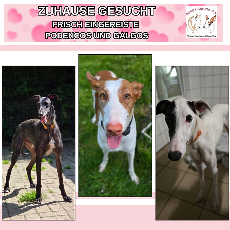 Zuhause gesucht, Galgos und Podencos