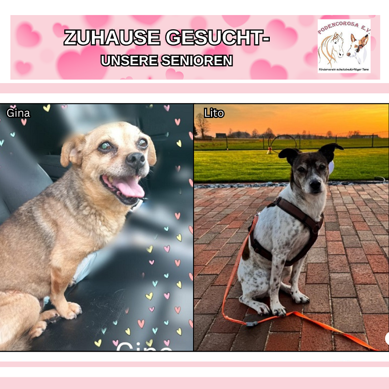 Zuhause gesucht, Senioren