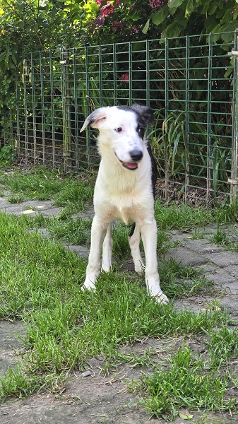 Hündin Tilly
