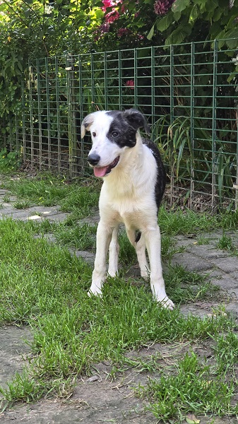 Hündin Tilly