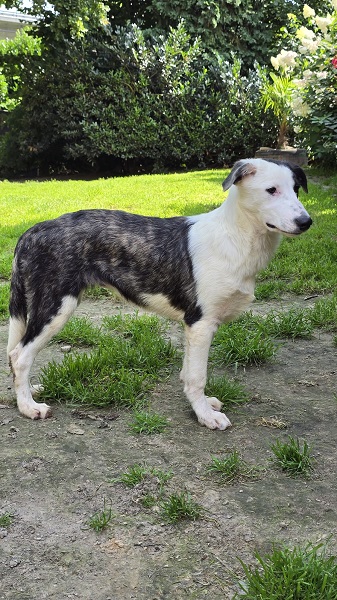 Hündin Tilly