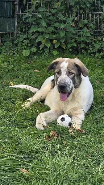 Rüde Jumbo