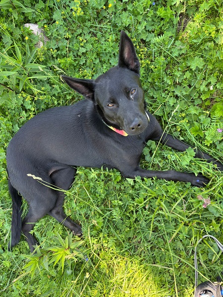 Rüde Milo, schwarzer Rüde aus Italien