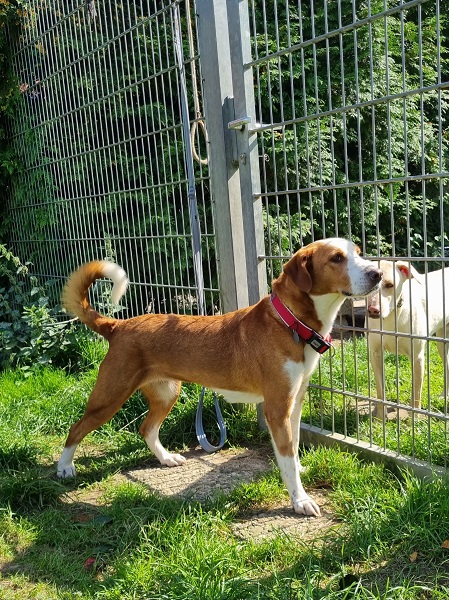Hündin Bimba