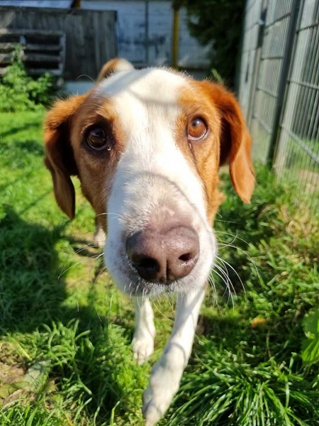 Hündin Bimba