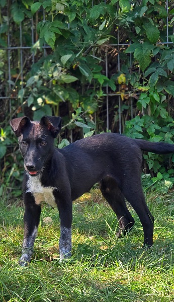 Hündin Luna