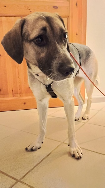 Hündin Mika
