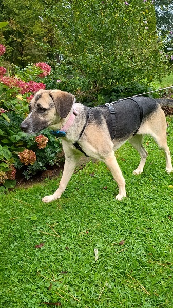 Hündin Mika