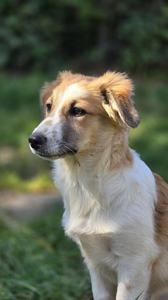 Hündin Stella