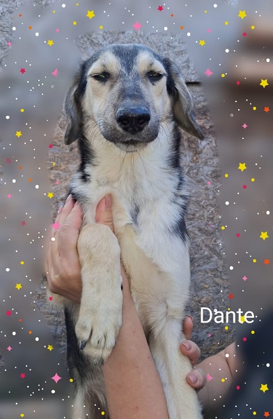 Rüde Dante