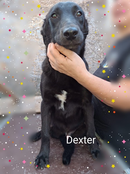 Rüde Dexter