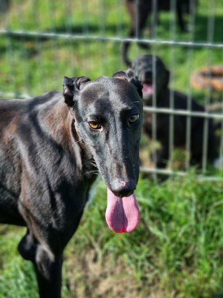 Ruede Emilio Galgo