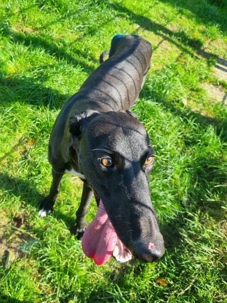 Ruede Emilio Galgo
