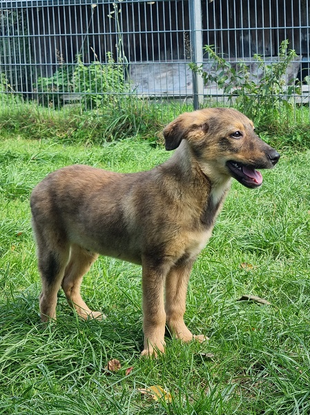 Rüde Maui