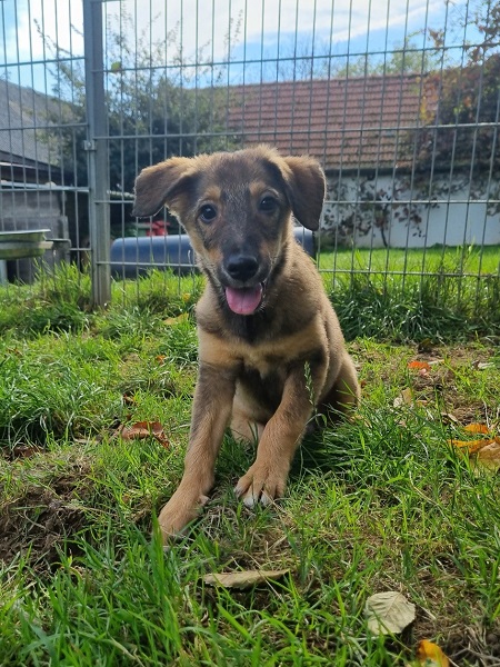 Rüde Maui