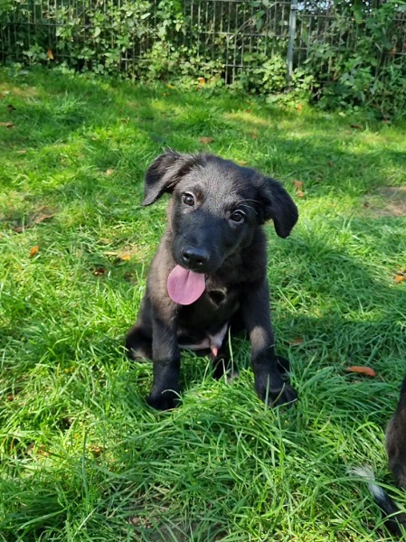 Rüde Stitch