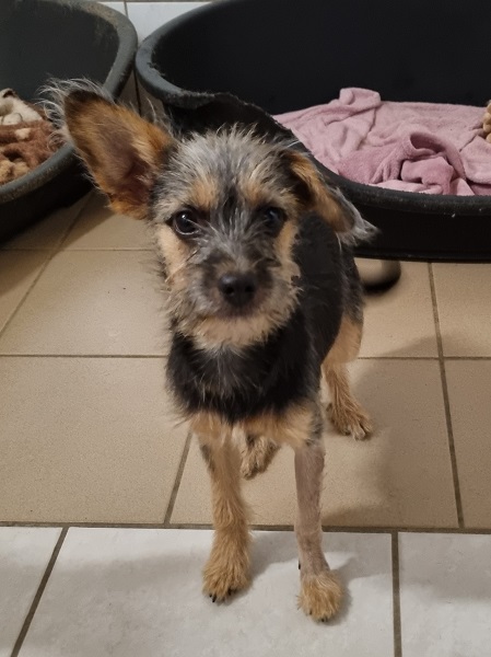 Dackel Mix Welpe Han Ta