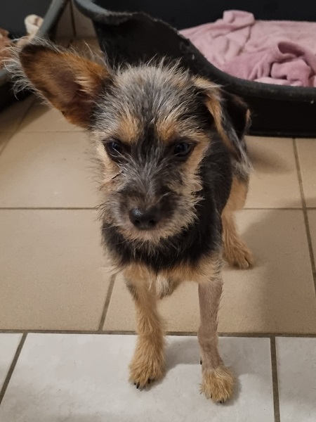 Dackel Mix Welpe Han Ta