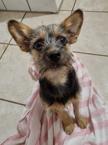 Dackel Mix Welpe Han Ta