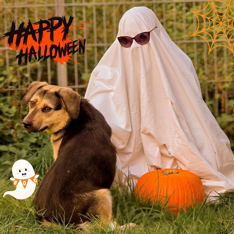 Halloween Tierheim Geist Aktion