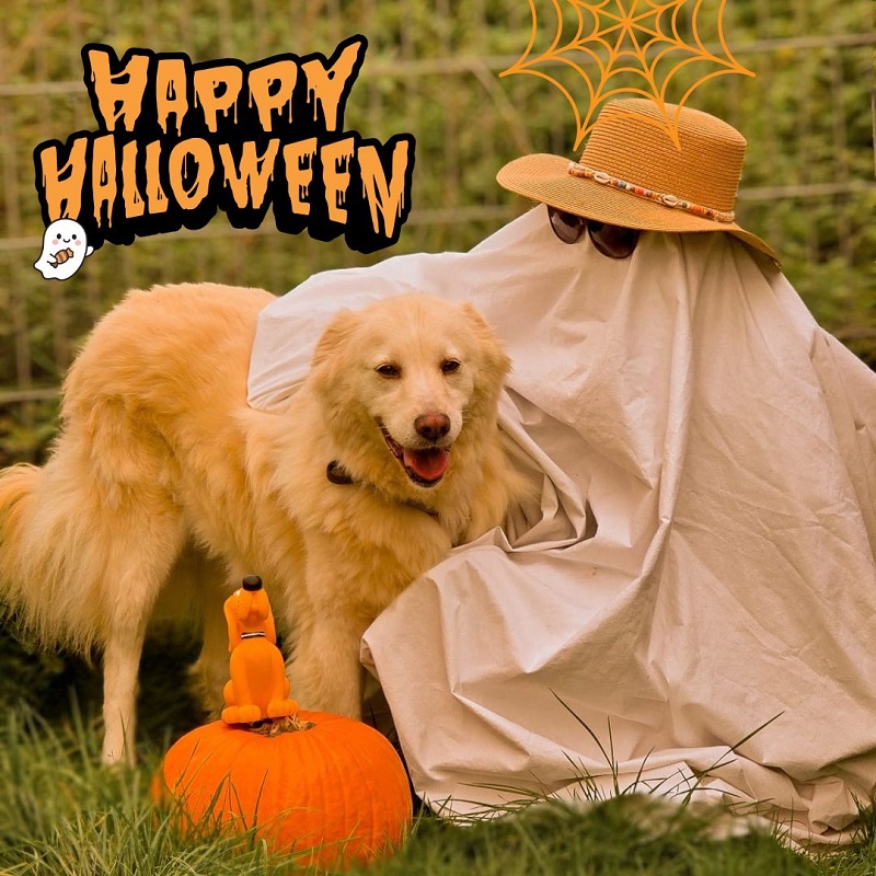 Halloween Tierheim Aktion