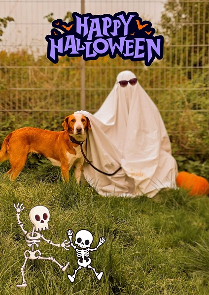 Hündin Bimba Halloween