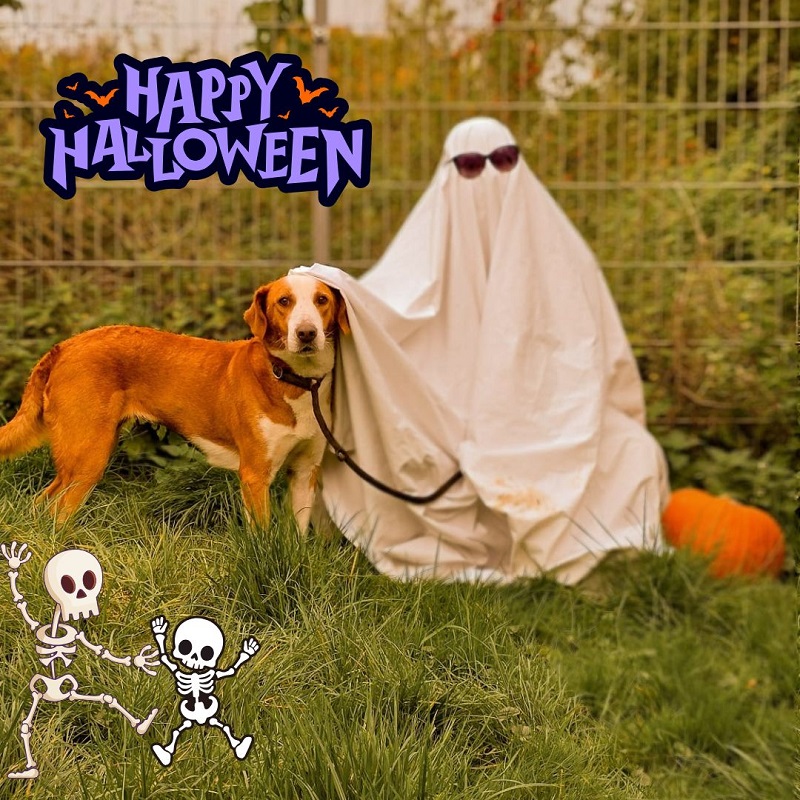 Halloween Tierheim Geist Aktion