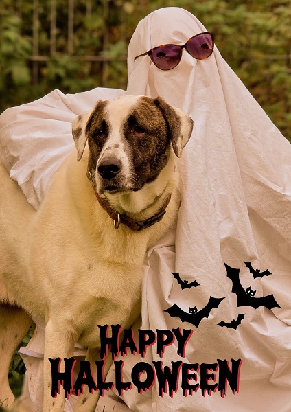 Rüde Bosse Halloween Special