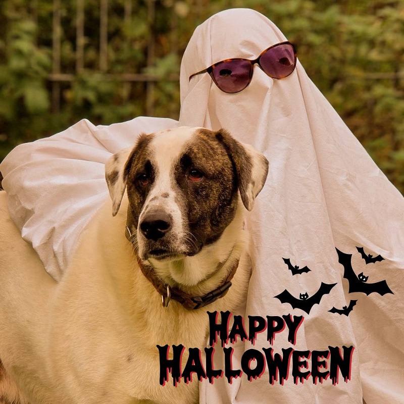 Halloween Tierheim Geist Aktion