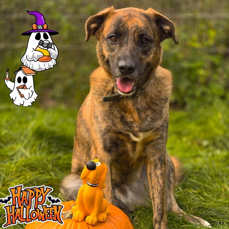 Halloween Tierheim Geist Aktion