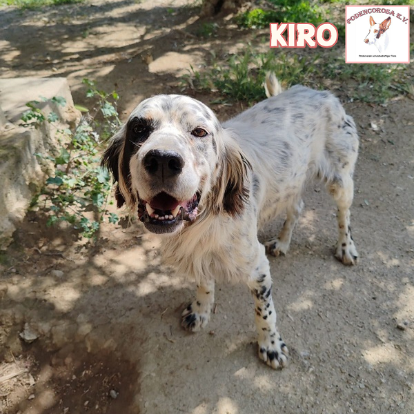 English Setter Jagdhund Kiro