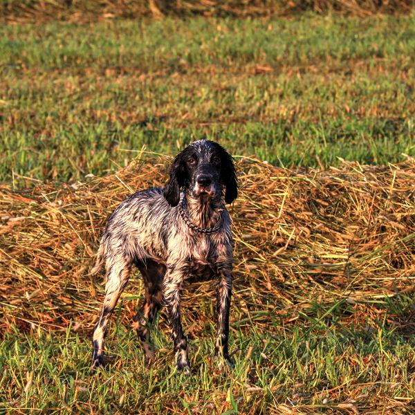 Wissenwertes über English Setter Jagdhund Feld