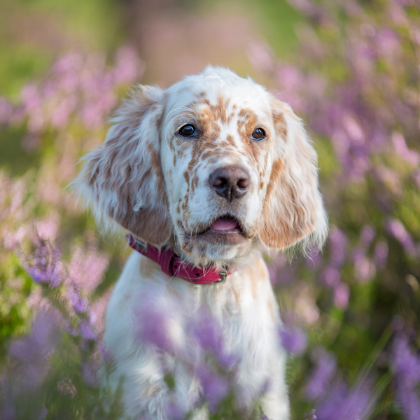 Wissenwertes über English Setter Jagdhund Welpe