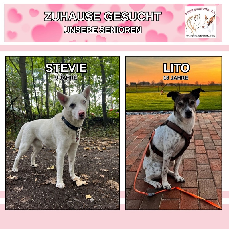 Hunde Senioren Tierschutz