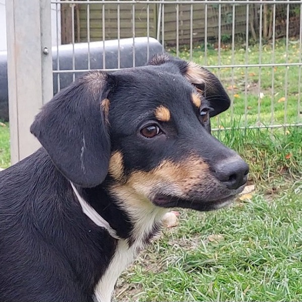 Rüde Loki